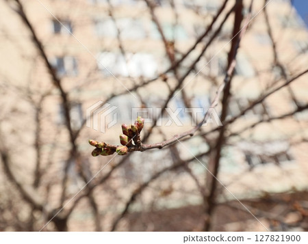 The Budding Branches of Trees Indicate the Beautiful Arrival of the Spring Season The Budding Branches of Trees Indicate the Beautiful Arrival of the Spring Season 127821900