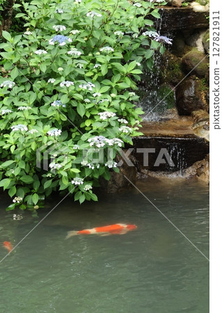 hydrangea   127821911