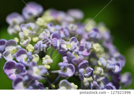  hydrangea 127821996