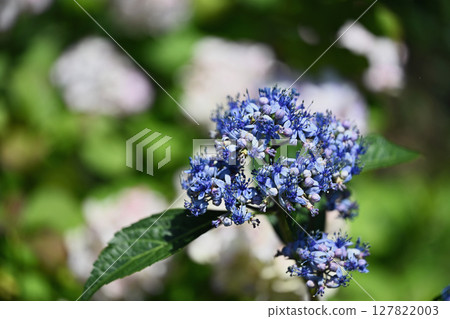 hydrangea hydrangea 127822003
