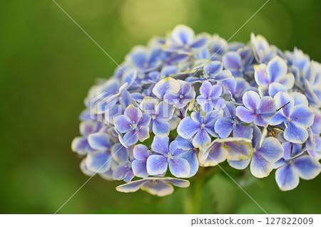 hydrangea hydrangea 127822009