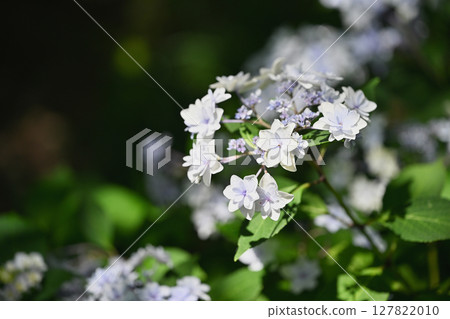  hydrangea 127822010