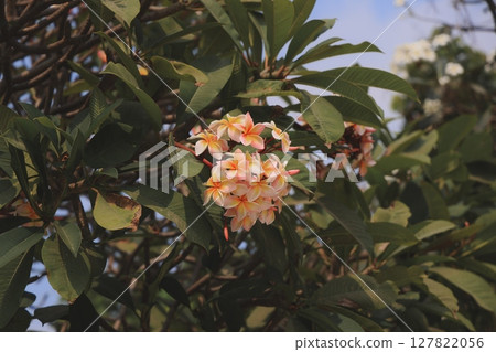 A Beautiful Cluster of Vibrant Orange and Yellow Flowers Surrounded by Green Foliage 127822056