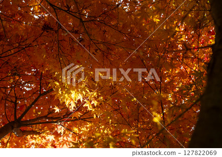 Beautiful autumn forest 127822069