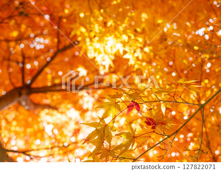 Beautiful autumn forest Beautiful autumn forest 127822071