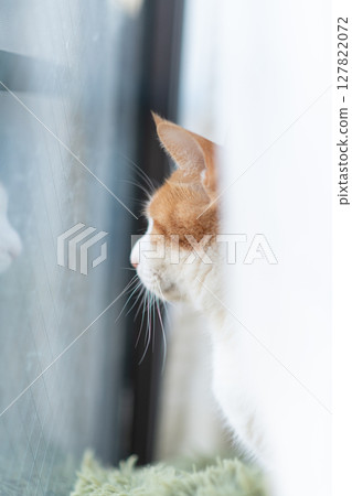 Cute cat looking out the window, brown tabby and white Cute cat looking out the window, brown tabby and white 127822072