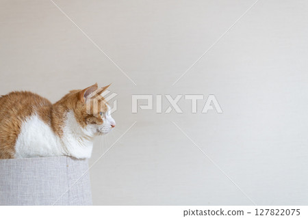 A cat relaxing on top of a cat tower, brown tabby and white A cat relaxing on top of a cat tower, brown tabby and white 127822075