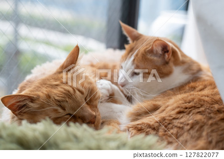 Two cats sleeping by the window Two cats sleeping by the window 127822077