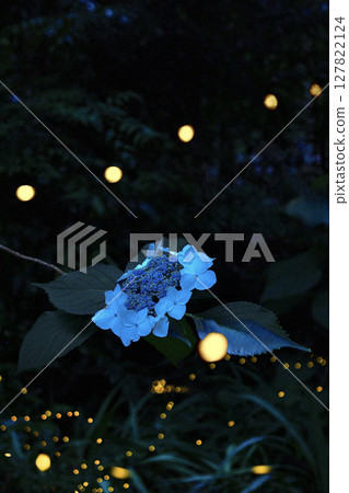 hydrangea   127822124