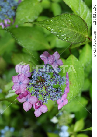 hydrangea hydrangea 127822156