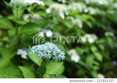 hydrangea hydrangea 127822157