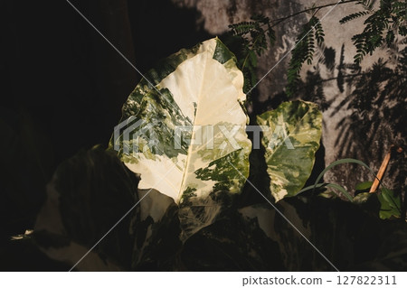 The Beautiful Lush Leaves Create a Stunning Display in Soft, Natural, Dappled Light 127822311