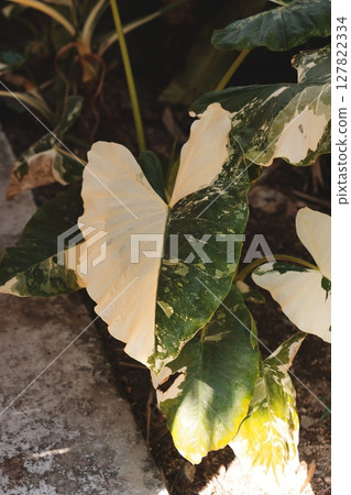 Lush and Vibrant Tropical Leaves Featuring Unique Variegated Patterns That Enrich Nature 127822334