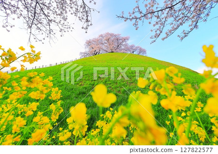 Cherry blossoms of the Marugameyama ancient burial mound (Sakitama Mound Tomb Park) 127822577