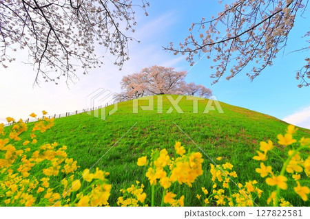 Marugameyama古墳(Sakitama Mound Tomb Park)的櫻花 Marugameyama古墳(Sakitama Mound Tomb Park)的櫻花 127822581