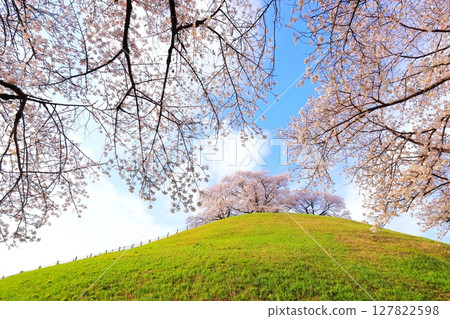 Cherry blossoms of the Marugameyama ancient burial mound (Sakitama Mound Tomb Park) 127822598
