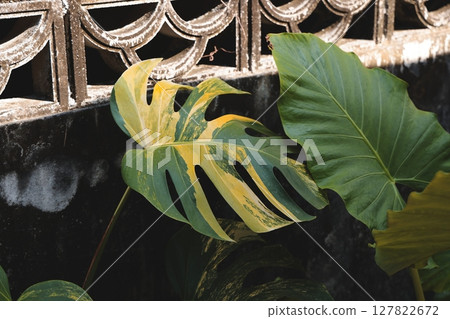 Vibrant and Beautiful Green Tropical Leaves Set Majestically Against a Textured Wall Surface Vibrant and Beautiful Green Tropical Leaves Set Majestically Against a Textured Wall Surface 127822672