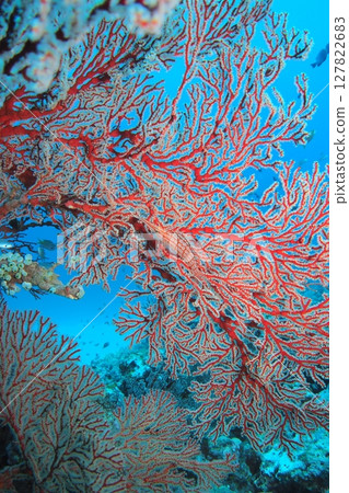 Red seabream and long-tailed hawkfish - Underwater photo 127822683