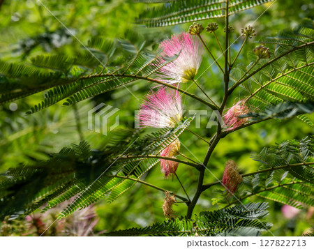 Silk tree flowers starting to bloom in early summer Silk tree flowers starting to bloom in early summer 127822713