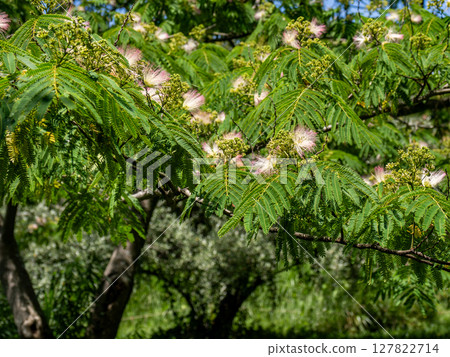 Silk tree flowers starting to bloom in early summer Silk tree flowers starting to bloom in early summer 127822714