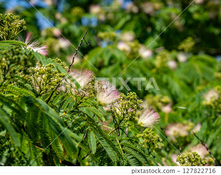 Silk tree flowers starting to bloom in early summer Silk tree flowers starting to bloom in early summer 127822716