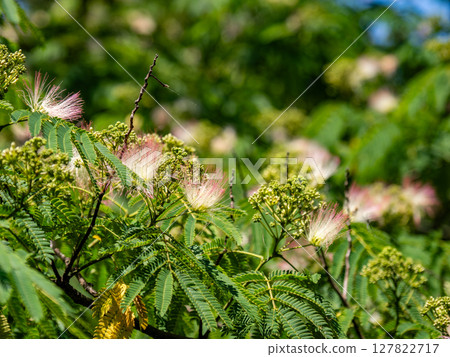 初夏開始綻放的合歡花 127822717