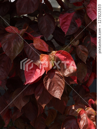 A beautiful display of colorful Autumn leaves showcasing their rich and captivating textures A beautiful display of colorful Autumn leaves showcasing their rich and captivating textures 127822833