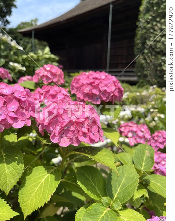 Pink hydrangeas blooming in the temple grounds 127822920