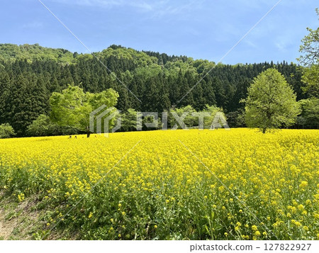 Landscape with rape field Landscape with rape field 127822927