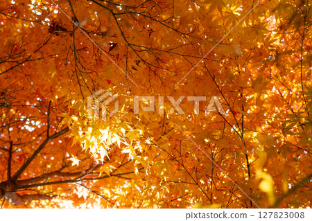 美麗的秋天森林 美麗的秋天森林 127823008