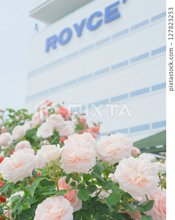 Royce Rose Garden Royce Town Factory 127823253