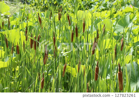 一簇香蒲的夏日景象 127823261