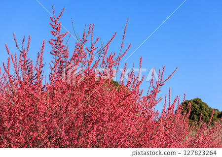 Plum blossom red plum Plum blossom red plum 127823264