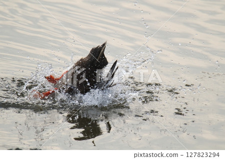 Arao City Port Wild Birds, 127823294