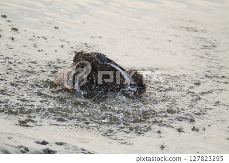 Arao City Port Wild Birds, 127823295