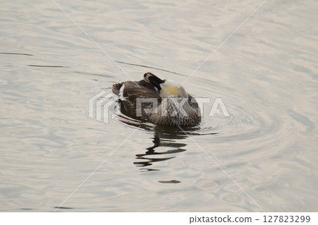 Arao City Port Wild Birds, Arao City Port Wild Birds, 127823299
