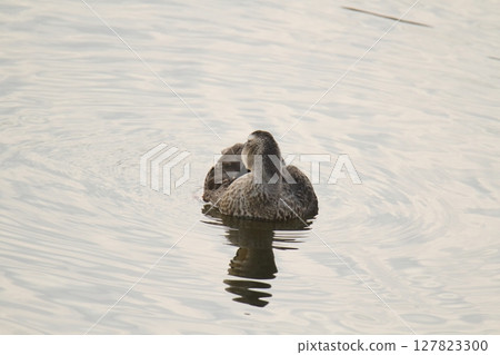 Arao City Port Wild Birds, 127823300