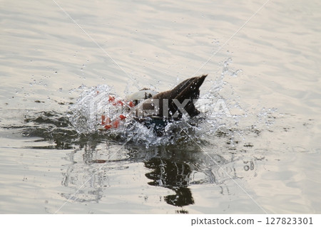 Arao City Port Wild Birds, 127823301