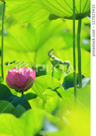 綠紅花 綠紅花 127823415