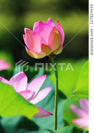 一朵花蕾綻放 127823419