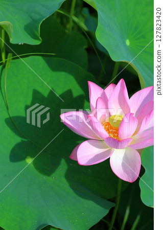 建立陰影 建立陰影 127823420