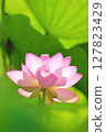 蓮花在清晨的陽光下閃耀 127823429