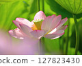 蓮花在清晨的陽光下閃耀 127823430