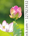 蓮花在清晨的陽光下閃耀 127823432