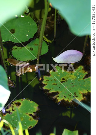 一片花瓣漂浮在水面上 127823433