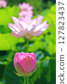 蓮花苞初綻 127823437