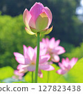 Buds 和大家 127823438