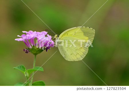 Common Grass Yellow 127823504