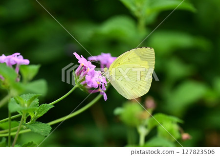 Common Grass Yellow 127823506