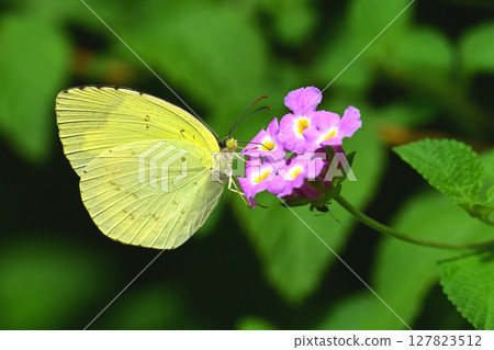 Common Grass Yellow Common Grass Yellow 127823512